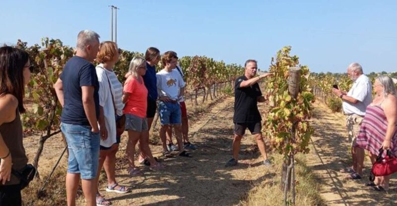 Albufeira/Vilamoura: Winery Tour with Wine Tasting and Tapas - Key Points