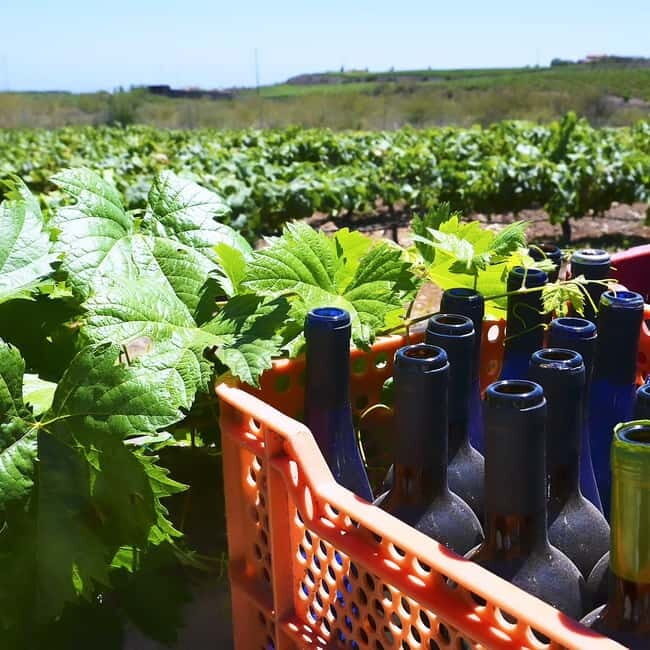 Albufeira: Wine Tasting Tour with Castle and Windmill Visit - Final Thoughts: Who Will Love This Tour?