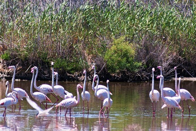 Albufera: Lake, Paella and Birdwatching - A Day in the Albufera: What to Expect