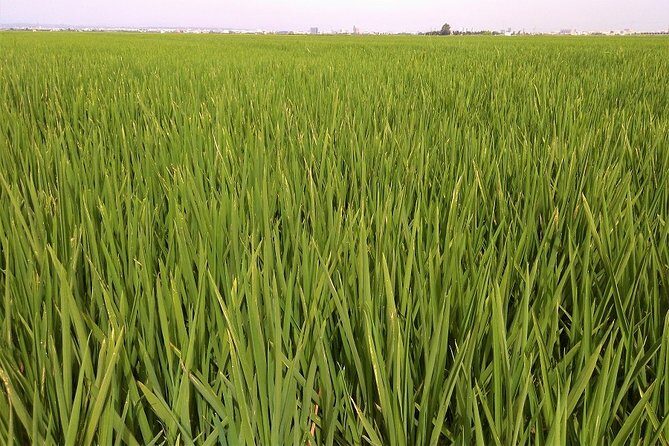 Albufera: Lake, Paella and Birdwatching - Who Is This Tour For?