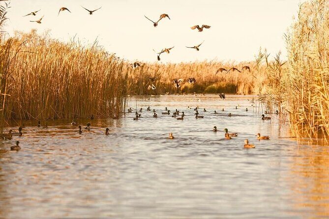 Albufera Natural Park with a Boat Tour from Valencia - Frequently Asked Questions