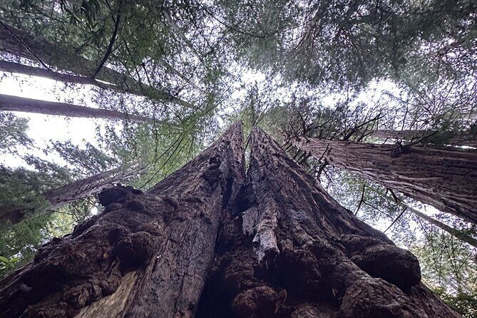 Alcatraz Plus Muir Woods & Sausalito Combo Tour - Ending the Day