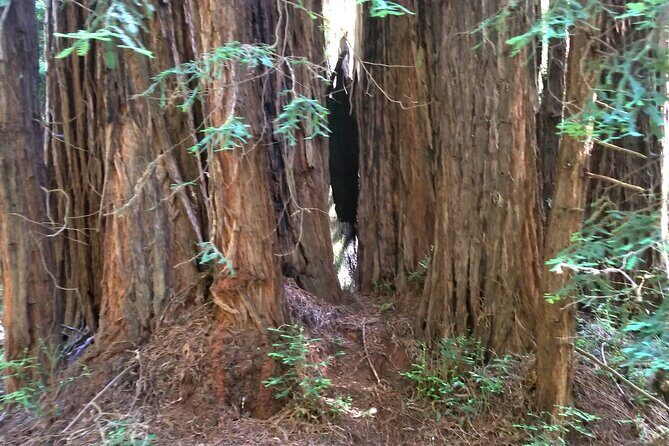 Alcatraz with Muir Woods and Sausalito Tour - Final Thoughts: Is This Tour Right for You?
