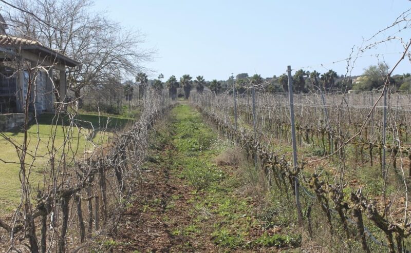Alcúdia/Can Picafort: Guided Vineyard Visit and Wine Tasting - Authenticity and Quality in Focus