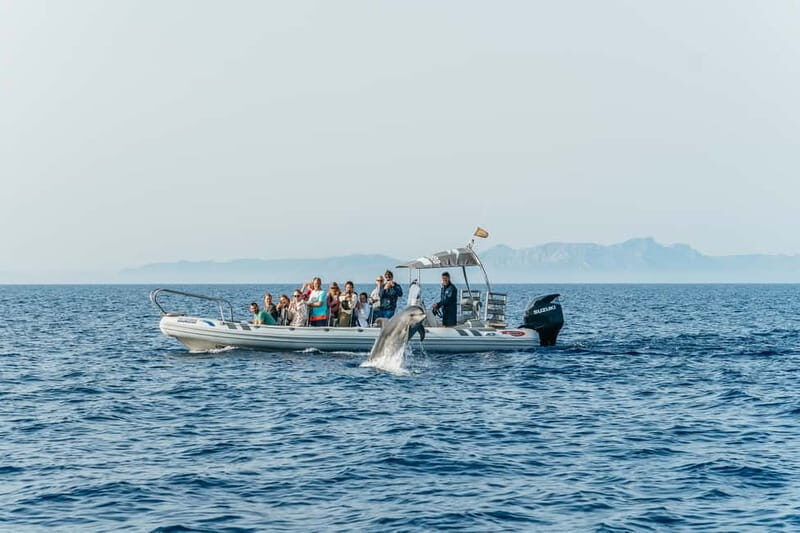 Alcudia or Can Picafort: Dolphin-Watching Cruise - The Sum Up