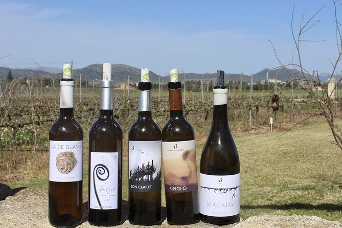 Alcudia Winecellar Tour with Vineyard Visit, Tasting of 5 Wines - Key Points