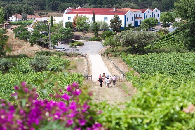 Alentejo Wine Tour from Évora - Practical Tips and Considerations