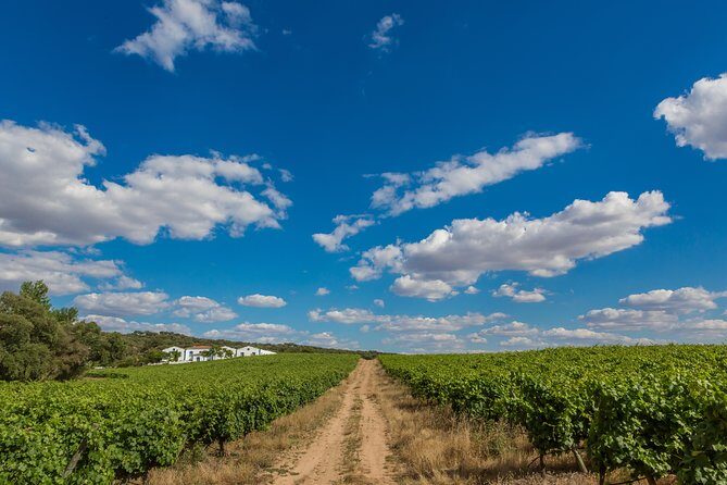 Alentejo Wine Tour from Évora - Final Thoughts
