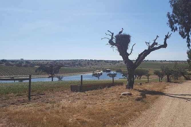 Alentejo Wine Tour from the Algarve - A Deep Dive into the Alentejo Wine Tour from Portimão
