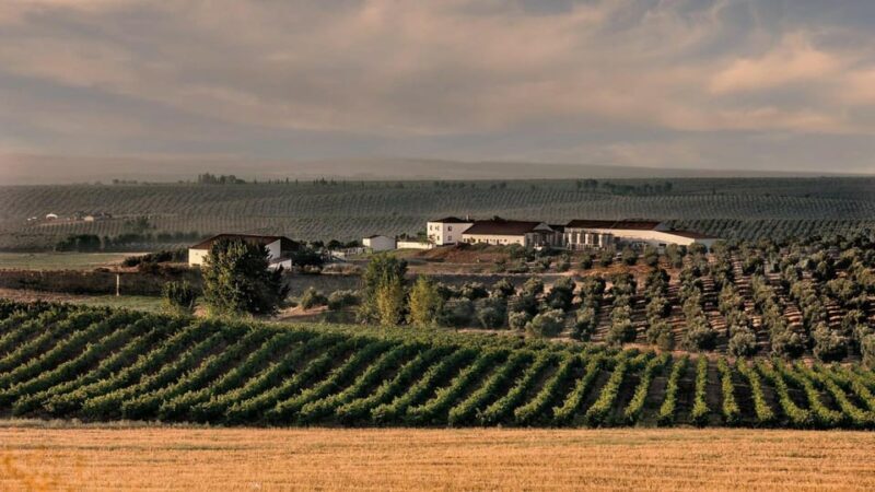 Alentejo Wine Tour from the Algarve - Tasting and Learning at the First Winery