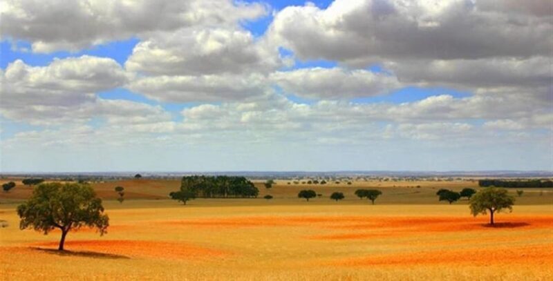 Alentejo Wine Tour from the Algarve - Visiting the Second Winery