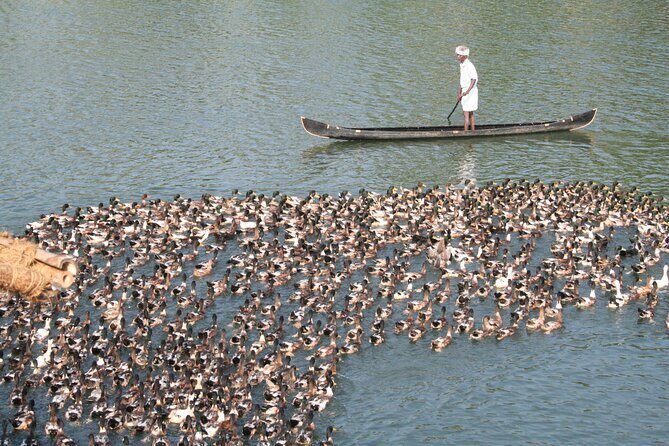 Aleppey House Boat Cruise, Cochin Excursions from Cruise Terminal - Final Thoughts
