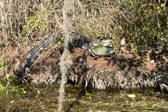Alexander Springs 4 Hour Guided Kayak/ Swim/ Snorkel Adventure - Key Points
