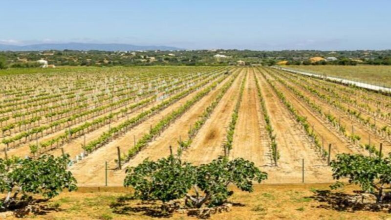 Algarve: Classic Wine Tour & Tasting in Silves - A Closer Look at the Algarve Classic Wine Tour & Tasting Experience