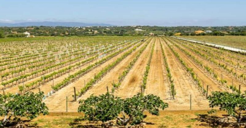 Algarve: Classic Wine Tour & Tasting in Silves - Why This Tour Works for Travelers