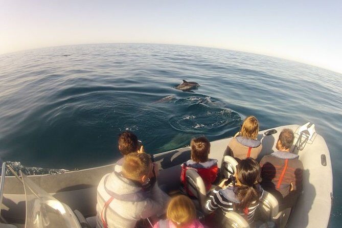 Algarve Dolphin Watching & Marine Life Eco Tour - An In-Depth Look at the Algarve Dolphin Watching & Marine Life Eco Tour