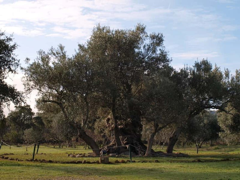 Algarve: Flavors and Traditions Tour - Who Will Appreciate This Tour?