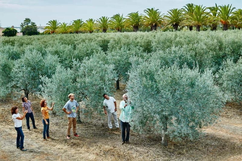 Algarve: Olive Oil, Market, and Ria Formosa Boat Tour - The Experience in Context: Value and Authenticity