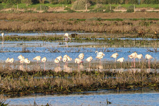 Algarve Seaside Tour with Lunch in the Vineyard - A Highly Detailed Review of the Algarve Seaside Tour