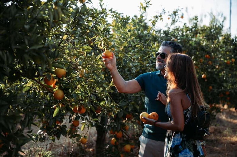Algarve: Silves, Orange Grove & Monchique Mountains Tour - The Sum Up