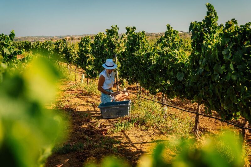 Algarve: Vineyard Tour & Premium Wine Tasting in Silves - The Value of This Experience