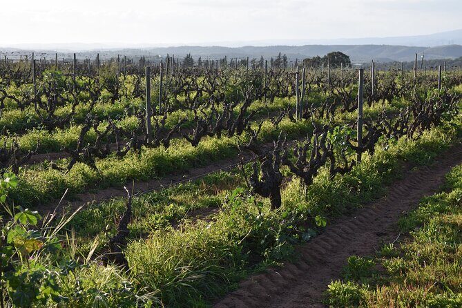 Algarve wine tour and farmer's lunch at wine estate - Final Thoughts