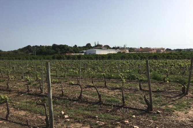 Algarve wine tour and mountain top trip with lunch or dinner at sunset time - What Makes This Tour Stand Out?