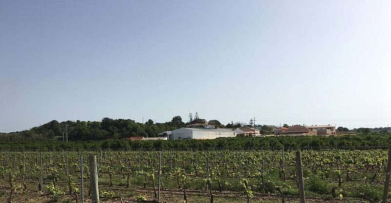 Algarve wine tour and mountain top trip with lunch or dinner - An In-Depth Look at the Algarve Wine Tour and Mountain Trip