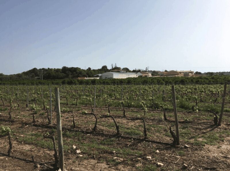 Algarve Wine Tour of two estates guided by wine expert - Key Points
