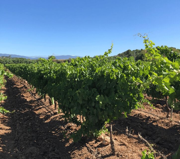 Algarve Wine Tour of two estates guided by wine expert - FAQ