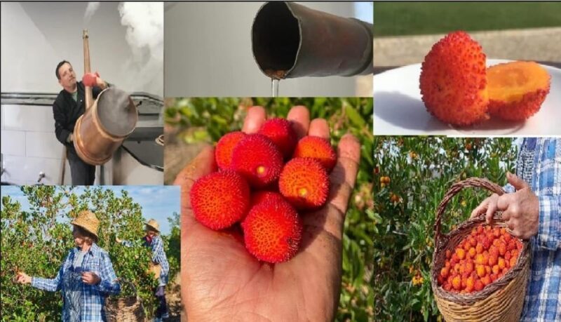 ALGARVE'S ARBUTUS BERRY TRAIL - Algarves Arbutus Berry Trail: A Deep Dive into Portugal’s Spirit and Scenery