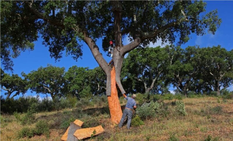 ALGARVE'S CORK TRAIL - Algarve’s Cork Trail: A Natural and Cultural Exploration in Portugal