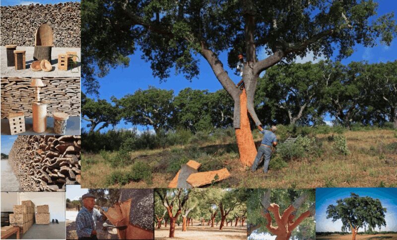 ALGARVE'S CORK TRAIL - Exploring the Cork Oak Forest: Nature and Sustainability