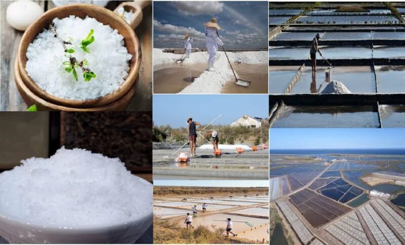 ALGARVE'S SALT TRAIL - Algarve’s Salt Trail: A Journey Through Tradition, Nature, and Flavors