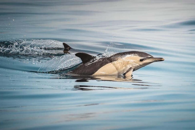 Algeciras: Dolphin and whale watching in reduced groups - Key Points
