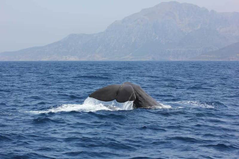 Algeciras: Dolphin and whale watching in reduced groups - An Authentic Marine Adventure in Algeciras