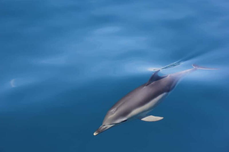 Algeciras: Dolphin and whale watching in reduced groups - The Sum Up