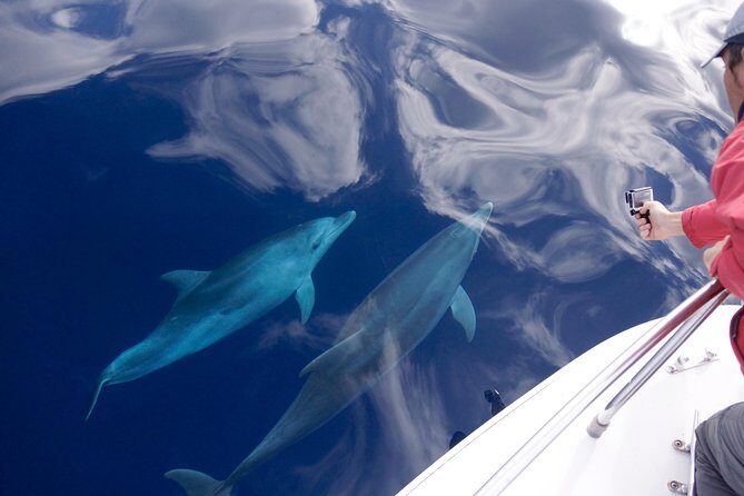 Alghero - Dolphin Watching (Spring & Autumn Tour) - Discovering the Wonders of Dolphin Watching in Alghero