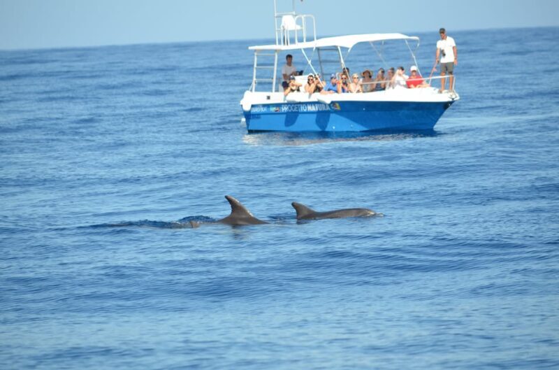 Alghero: Dolphin Watching Tour with Marine Biologists - An In-Depth Look at the Experience