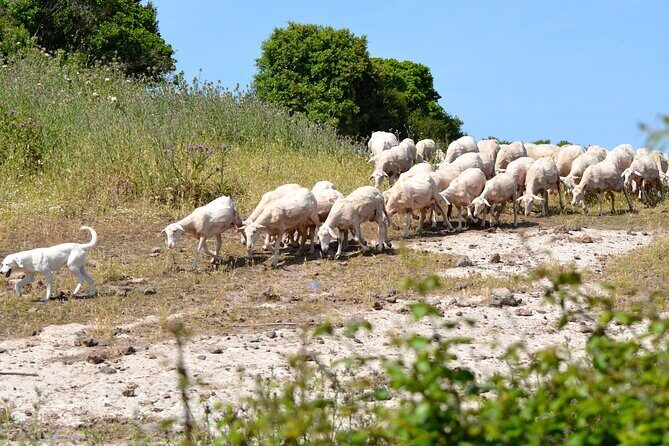 Alghero: Jeep tour to discover nature and breathtaking landscapes - Who Will Love This Tour?
