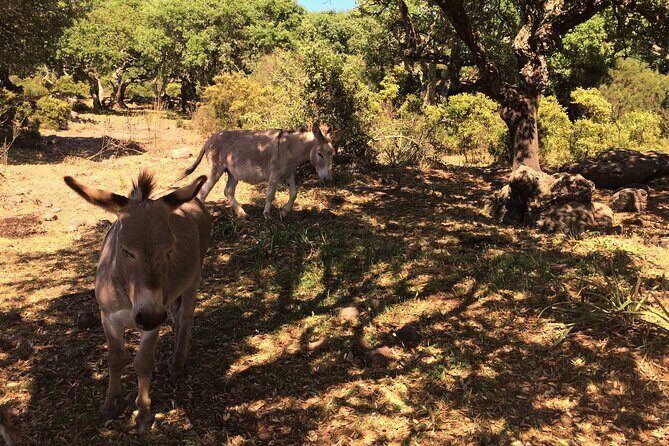 Alghero: Jeep tour to discover nature and breathtaking landscapes - Frequently Asked Questions