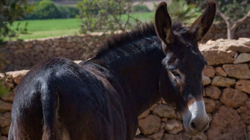 Alghero: Olive Grove Visit with Olive Oil Tasting - The Sum Up