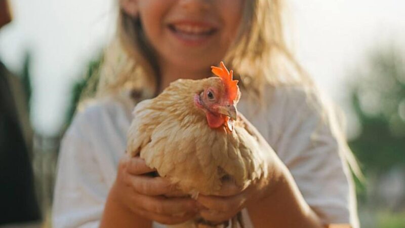 Alghero: visit an animal shelter in Olmedo - The Value of a Short But Heartfelt Visit