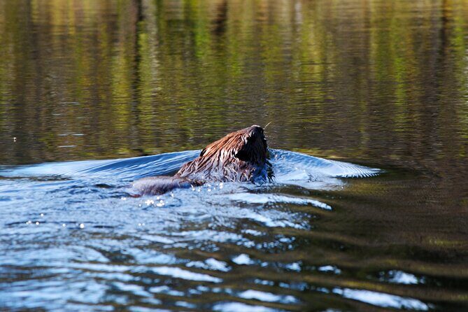 Algonquin Park 4-Day Deluxe Camping & Canoeing Adventure - A Deep Dive into the Algonquin Park 4-Day Adventure
