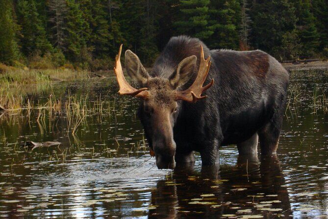 Algonquin Park 4-Day Deluxe Camping & Canoeing Adventure - Frequently Asked Questions