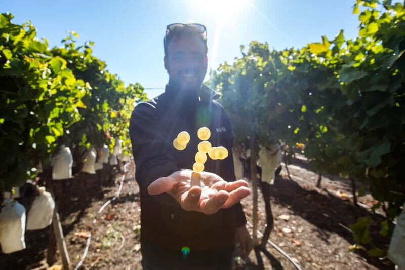 Alicante: Countryside Wine Tour with 4 Tastings - What Makes This Tour Stand Out?