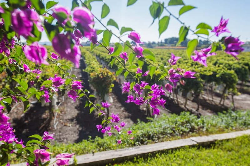 Alicante: Countryside Wine Tour with 4 Tastings - Possible Drawbacks and Considerations