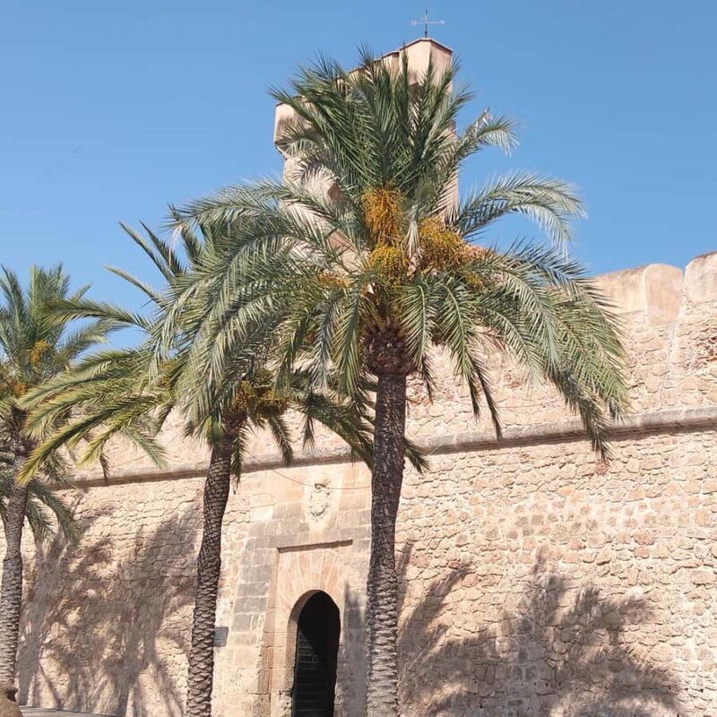 Alicante/Torrevieja: Excursion to Tabarca by ferry, Santa Pola, and Laguna Rosa - FAQ: Your Practical Questions Answered