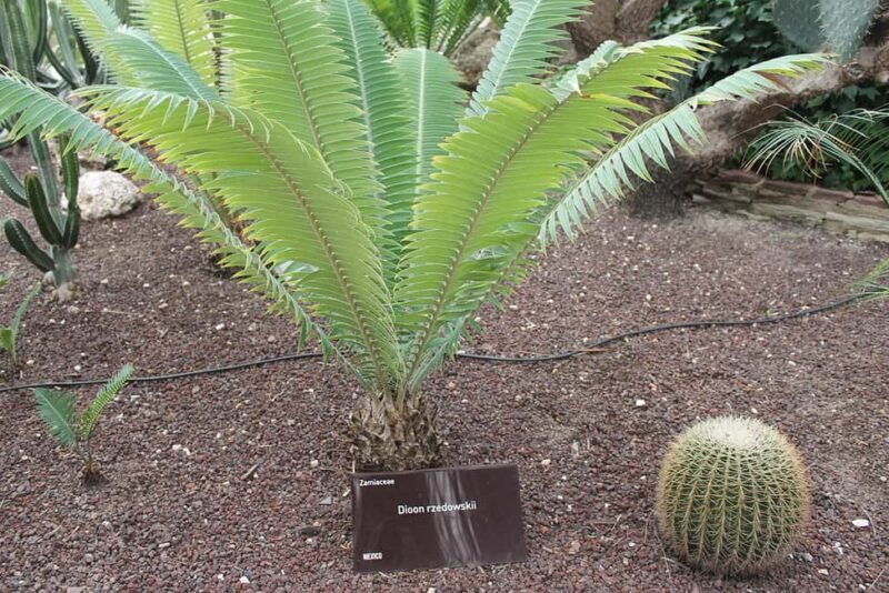Alicante: UNESCO Heritage Palm grove + Artistic Garden Tour - Key Points