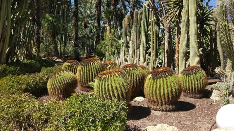 Alicante: UNESCO Heritage Palm grove + Artistic Garden Tour - A Detailed Look at the Tour Experience